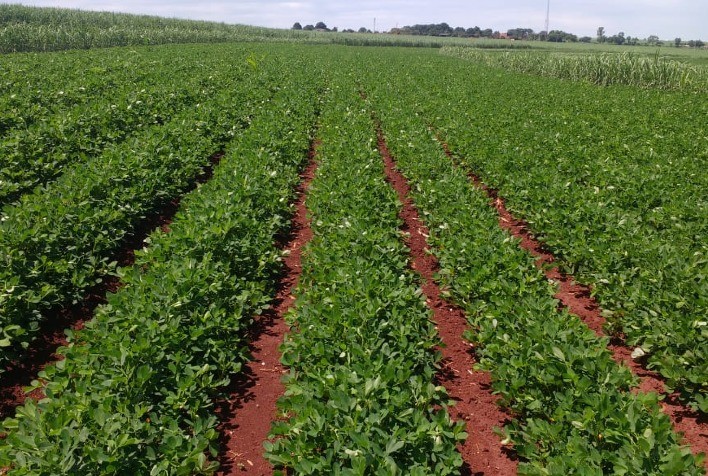 CRAS Agro Inicia Novo Ciclo de Amendoim para 2024/2025 com Foco na Expansão e Qualidade