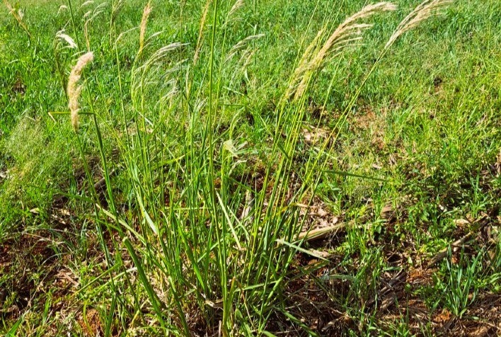 Estratégia de Controle de Plantas Daninhas é Crucial para Proteger a Soja de Invasores