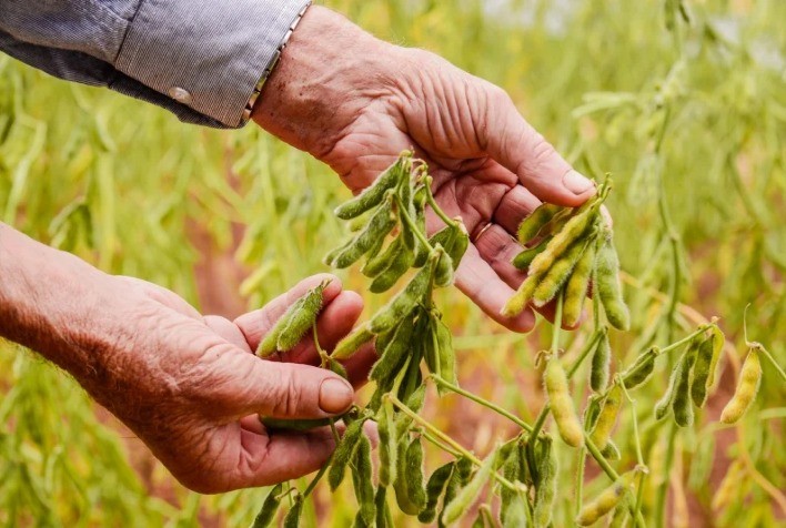 Preparativos para a Safra 2024/25 de Soja: Clima em Foco e Cultivares da Golden Harvest