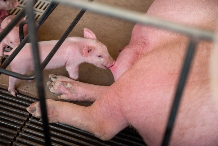 Atenção Redobrada na Gestação de Suínas é Crucial para Evitar Perdas Econômicas