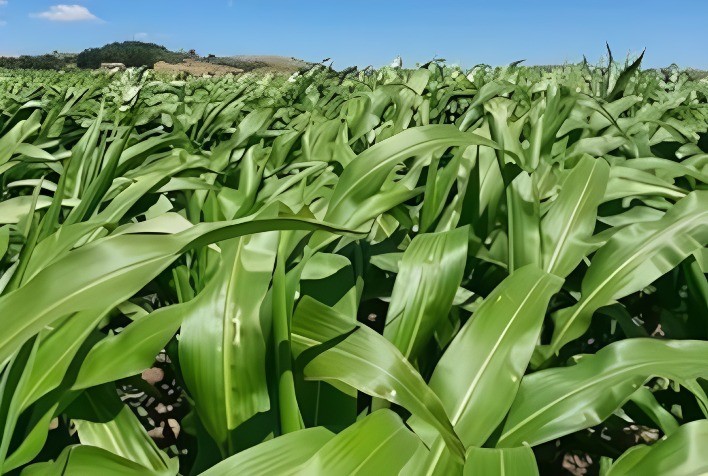 Elicit Plant Avança nos EUA com Tecnologia Inovadora para o Cultivo de Milho