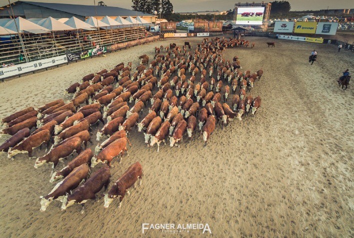 Cow Sense: A Habilidade dos Cavalos no Manejo de Bovinos e nas Competições Equestres