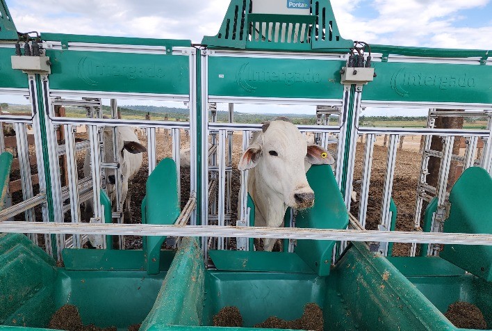 Avanços Notáveis no Melhoramento Genético de Bovinos de Corte nas Regiões Norte e Nordeste do Brasil