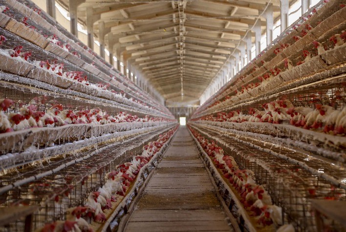 Paraná Se Destaca como Referência em Biosseguridade Avícola