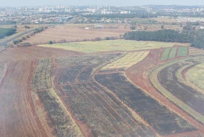 Incêndios em SP afetam centros de pesquisa agropecuária; IAC perdeu 70% de lavoura em Ribeirão Preto