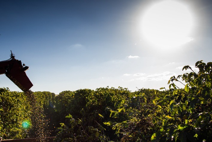 Café Brasileiro Enfrenta Desafios Climáticos para Safra 2025/26