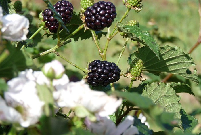 Nova Cultivar de Amoreira-Preta Aumenta em 30% a Eficiência na Colheita