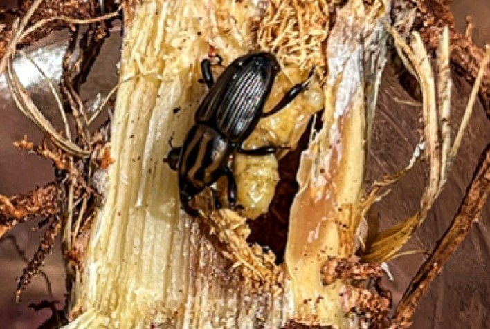 Sphenophorus levis: Impacto da Praga no Setor Canavieiro e Estratégias de Manejo