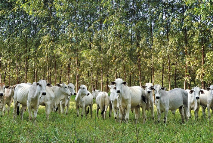 Manejo Parasitário: Garantia de Saúde e Rentabilidade no Rebanho