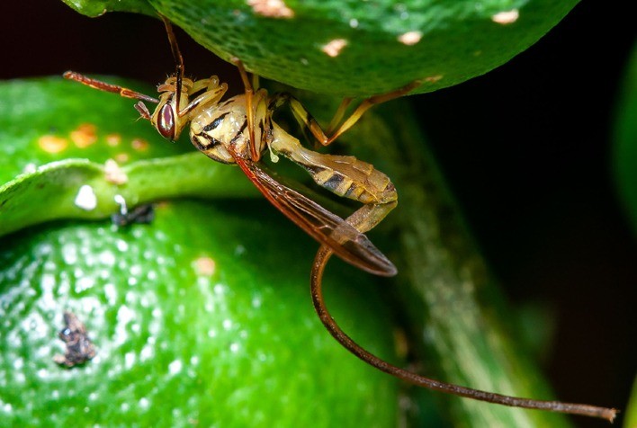 Ciência Mapeia Regiões no Brasil com Potencial para Novas Pragas Agrícolas