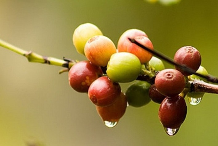 Estudo da UFLA Indica Redução das Chuvas em Regiões Cafeeiras de Minas Gerais