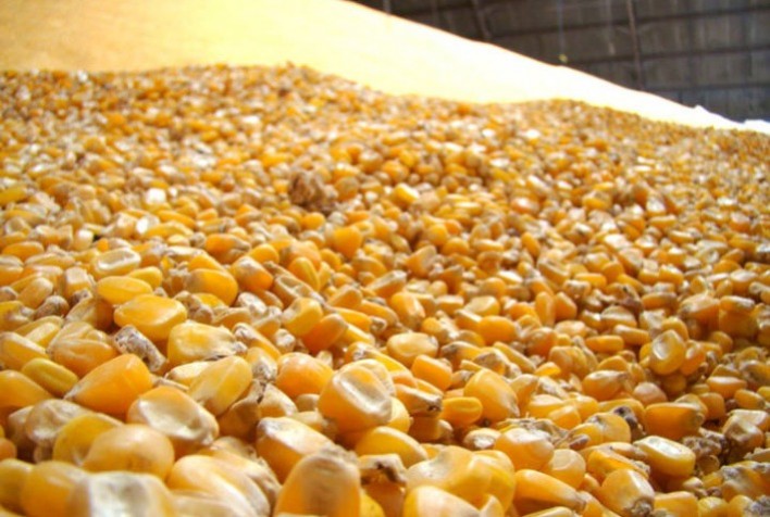 Milho e o poder de compra do frango abatido em agosto de 2024