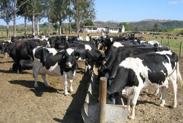 Rabobank Avalia Estratégias para Redução de Metano na Produção de Leite e Carne