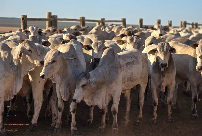 Mato Grosso lidera rebanho bovino com mais de 31,5 milhões de cabeças, aponta Indea