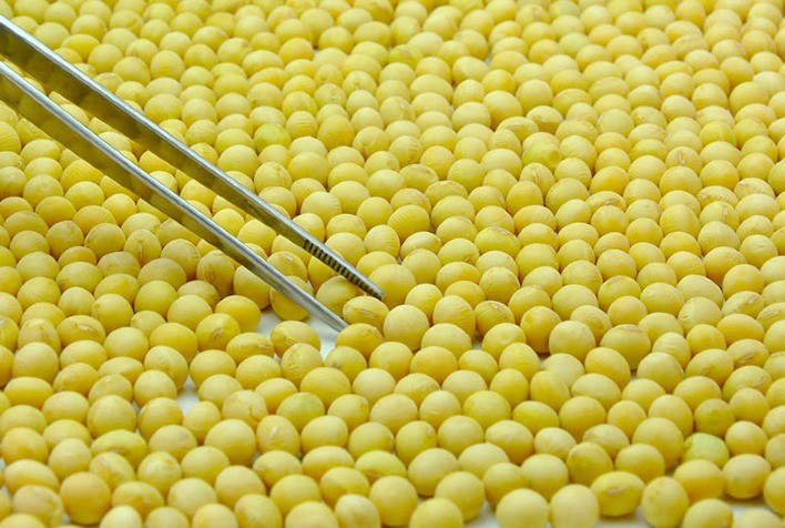 Comissão Nacional de Cereais Discute Novos Parâmetros para Classificação da Soja