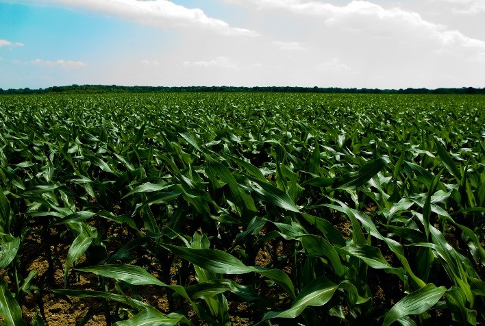 Mercado de Milho no Brasil Mantém Preços Firmes em Agosto com Oferta Reduzida e Oscilações no Dólar
