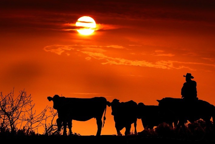 Amplitude Térmica e Baixa Umidade Comprometem a Produtividade dos Bovinos