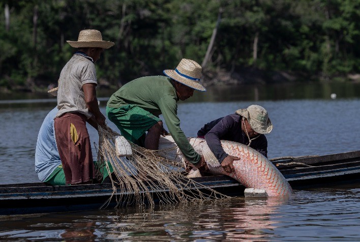 Pirarucu: 25 Anos de Manejo Sustentável e Conservação na Amazônia