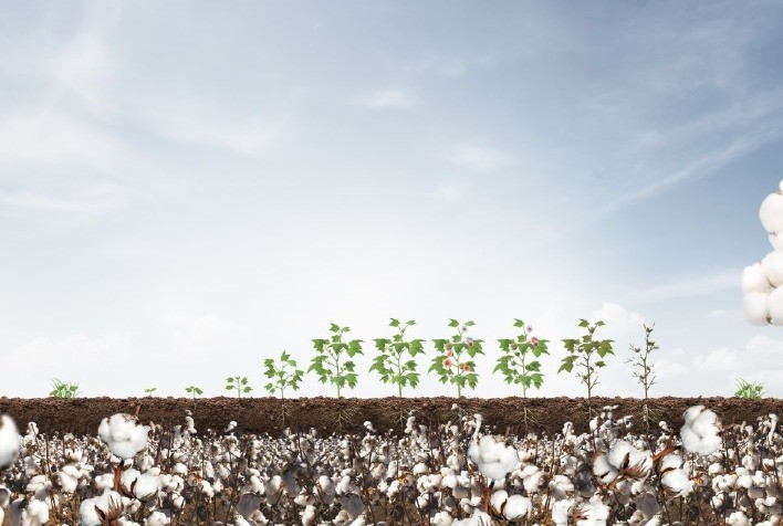 Sumitomo Chemical Aumenta Presença na Cotonicultura com Novas Soluções e Projetos