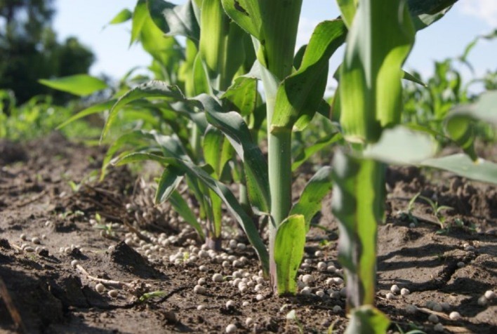 Fertilizante da Mosaic Pode Potencializar a 2ª Safra de Milho no Mato Grosso