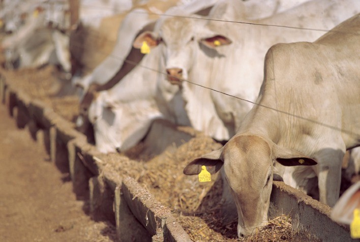 dsm-firmenich Lança Linha Inovadora de Soluções Nutricionais para Bovinos em Confinamento