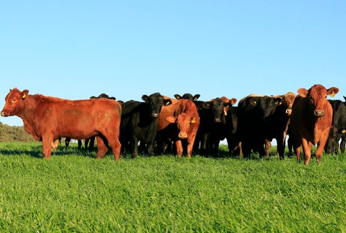Embrapa Lança Calculadora da Pegada de Carbono para Pecuária de Corte