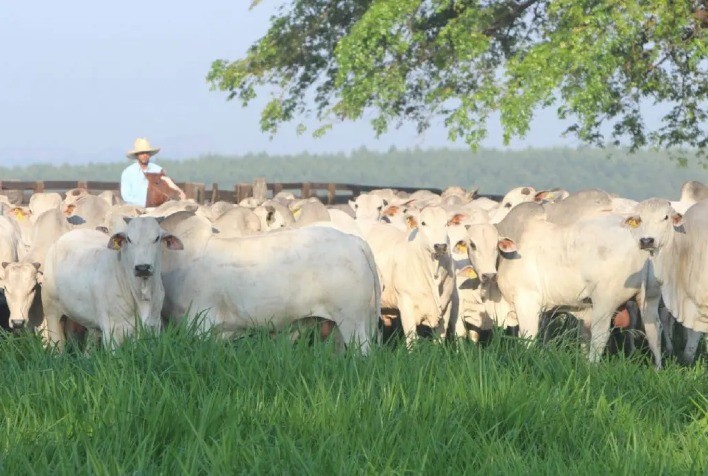 CFM Inicia Temporada de Venda de Touros Nelore na Fazenda Lageado