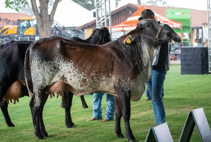 Expo Rio Preto SICREDI 2024 Destaca Raças de Leite com Expectativa de 700 Animais