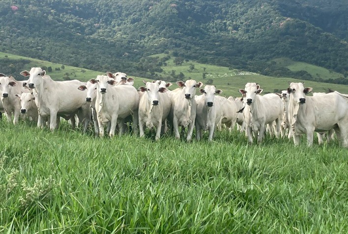 Alta nos Preços do Boi Gordos em Agosto Impulsionada por Demanda e Exportações
