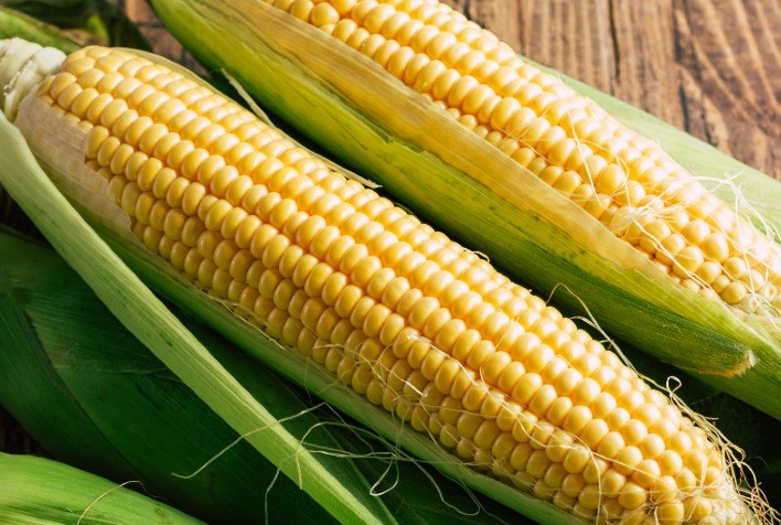 Mercado de Milho Pode Perder Impulso Com Feriado nos EUA