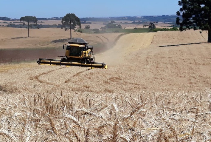 Perspectivas de Colheita de Trigo na Austrália Aumentam Com Condições Climáticas Favoráveis