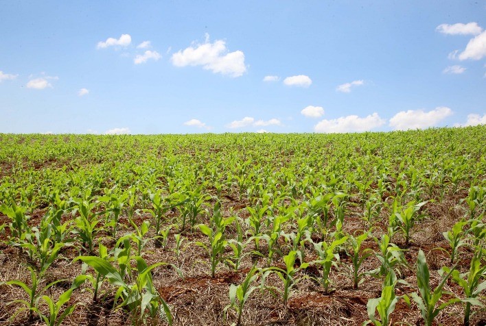 Plantio de Milho Verão Atinge 8% no Centro-Sul com Início em Santa Catarina e Paraná