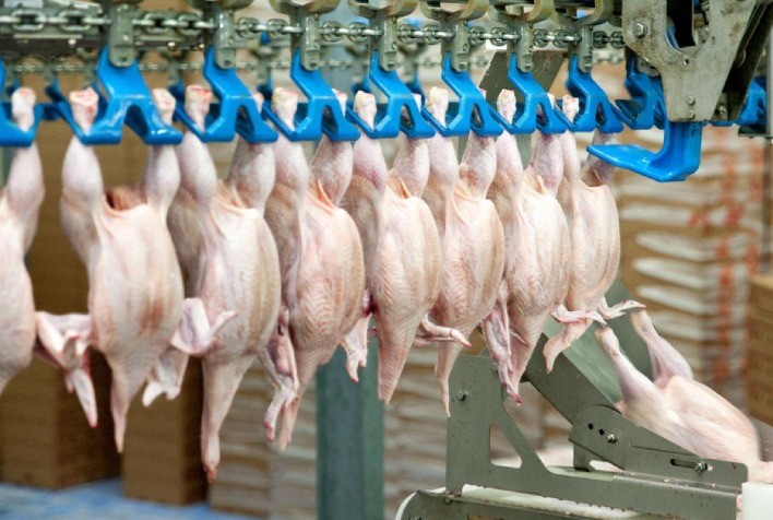 Ainda em setembro, preço do frango abatido pode igualar-se ao de um ano atrás
