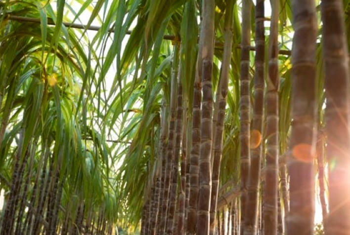 Produção de Cana em Mato Grosso do Sul Pode Enfrentar Queda de 20% Devido às Mudanças Climáticas