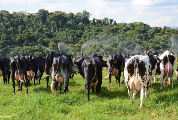 Fazenda Santa Luzia Alcança 56% de Taxa de Concepção com Transferência de Embriões
