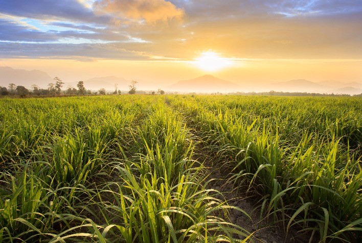Impacto das Mudanças Climáticas na Produção de Cana e Etanol no Brasil