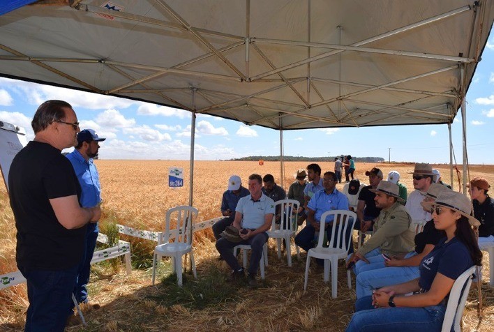 Cultivares e Manejo do Trigo no Cerrado: Destaques do Dia de Campo