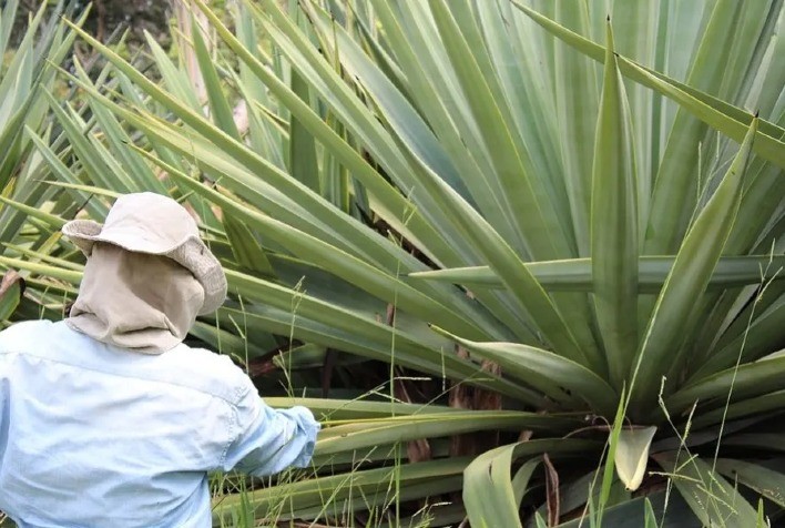 Projeto para Produção de Etanol a Partir do Sisal Pode Transformar Realidade de Produtores Baianos
