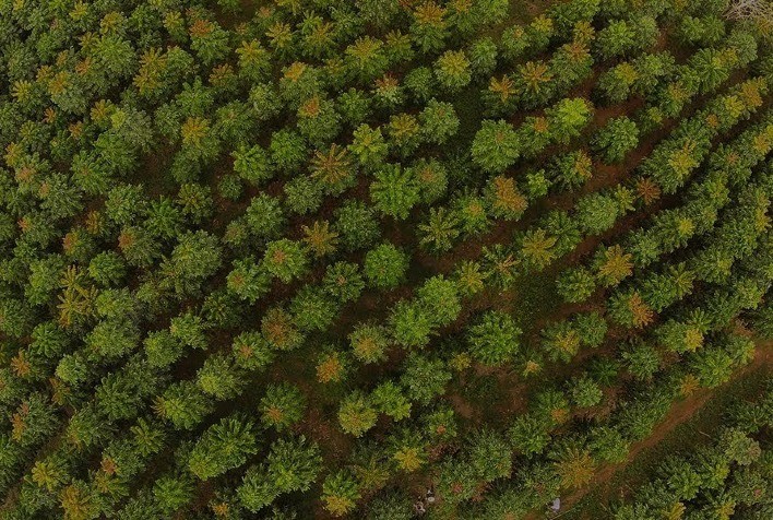 Minas Gerais Lidera Silvicultura Nacional com Crescimento de 370% em 38 Anos