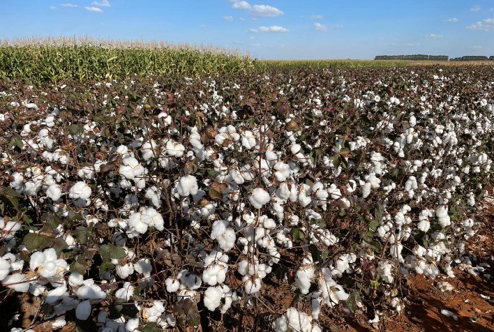 Sipcam Nichino Apresenta Inovações e Resultados de Investimentos no 14º Congresso Brasileiro do Algodão