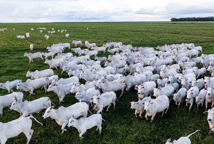 Mato Grosso Registra 31,5 Milhões de Bovinos, segundo Relatório do Indea