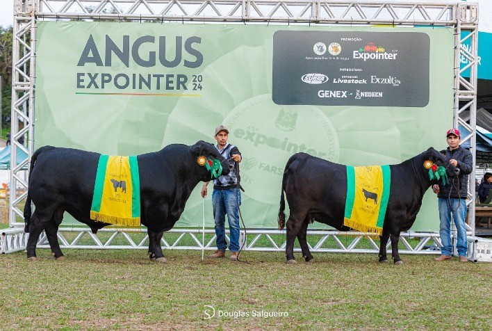 Genética ABS Brilha na Expointer com Grande Campeão e Grande Campeã Angus