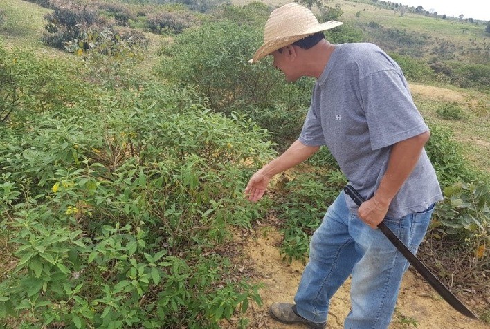 Planta Nativa da Mata Atlântica Transforma a Vida de Agricultores na Bahia