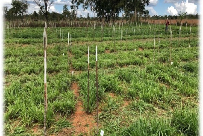 Brachiaria Híbrida Mavuno Se Destaca na Fenação com Alta Digestibilidade e Qualidade Nutricional