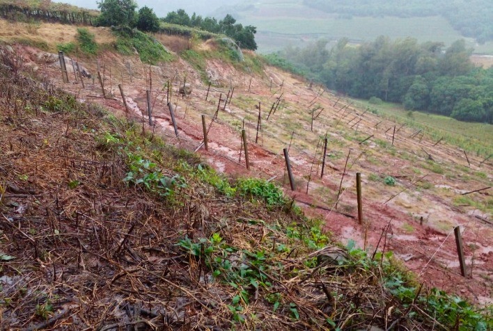 Produtores Gaúchos Recorrem a Fertilizantes Organominerais para Recuperar Solos Afetados por Enchentes