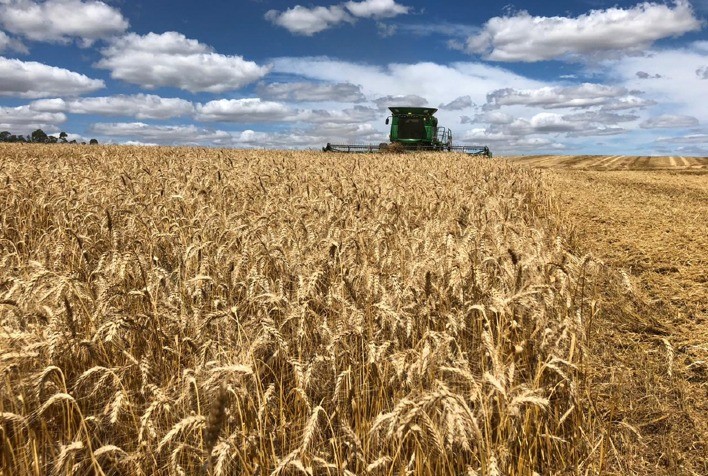 Mercado de Trigo Enfrenta Oscilações e Incertezas