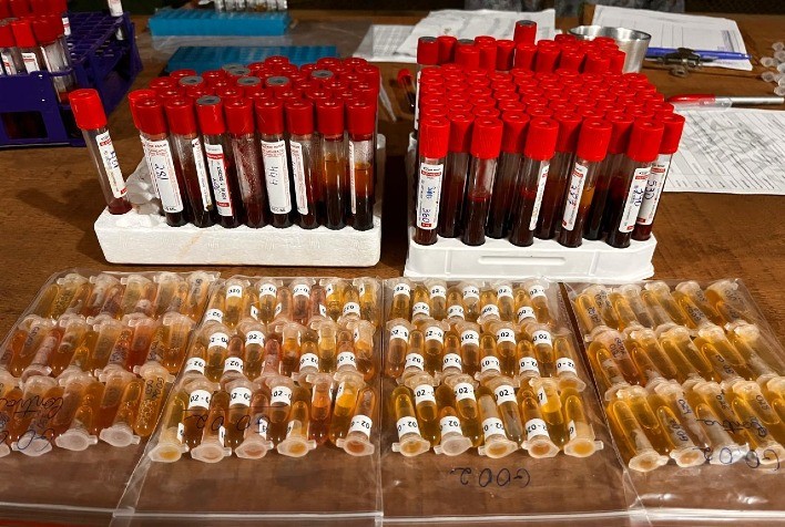 Goiás Avança na Certificação de Propriedades Livres de Brucelose e Tuberculose