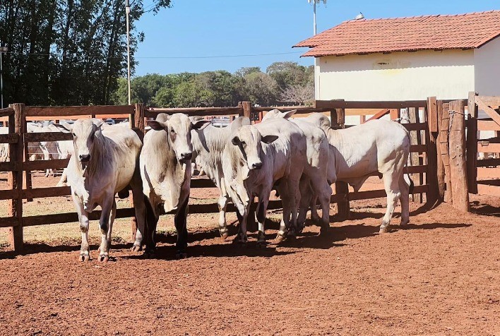 Mercado do Boi Gordos: Escassez e Demanda Sustentam Alta dos Preços