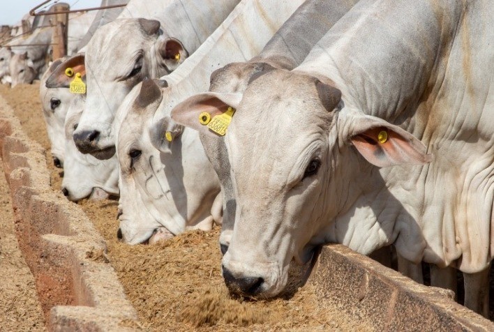 Estudo da Cargill Revela Práticas de Sucesso no Confinamento de Gado no Brasil