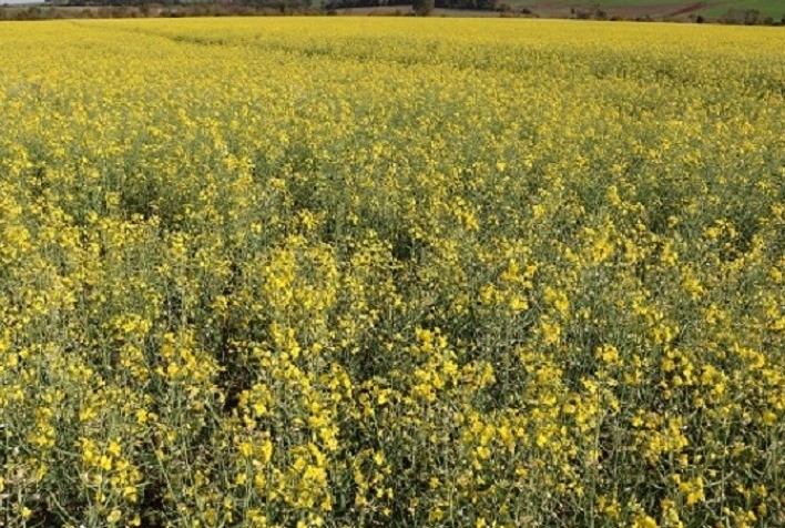 Canola brilha na paisagem agrícola do Rio Grande do Sul, enquanto outras culturas avançam